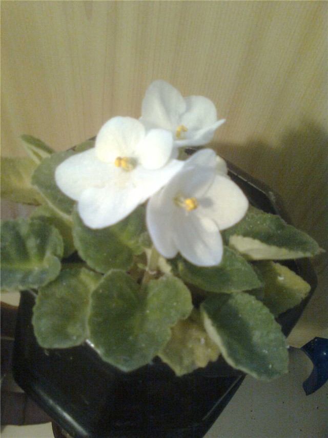 sampaulia bjela